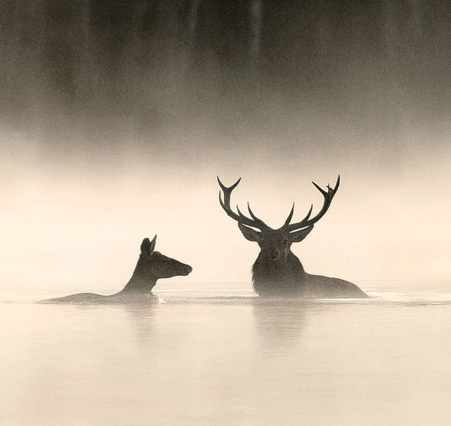 ACADEMIE | WHISPERS IN THE WOODS | LEZING + FILM | PETER KRIJN